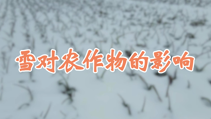 雪对农作物的影响