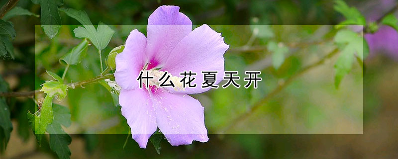 什么花夏天开