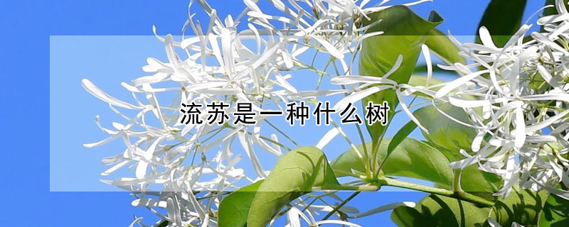 流苏是一种什么树