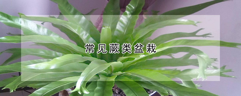 常见蕨类盆栽