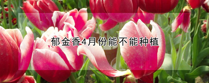 郁金香4月份能不能种植