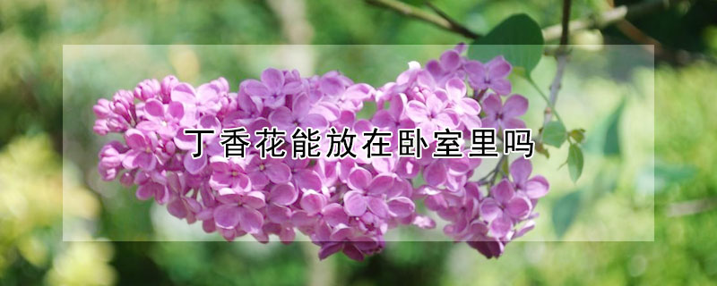 丁香花能放在卧室里吗