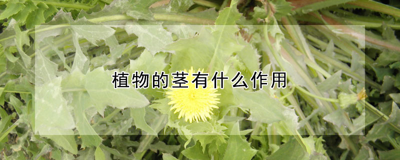 植物的茎有什么作用