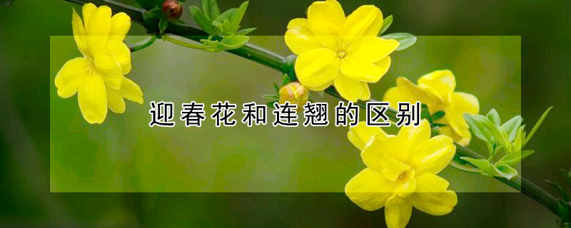 迎春花和连翘的区别