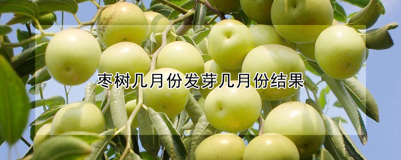 枣树几月份发芽几月份结果