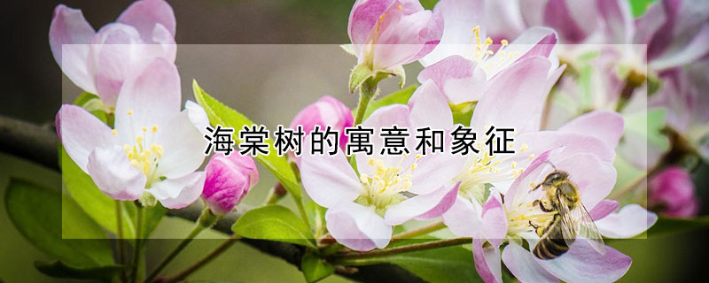 海棠树的寓意和象征