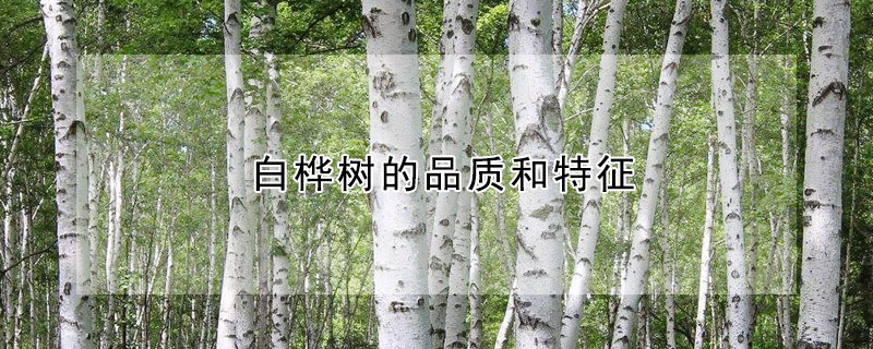 白桦树的品质和特征