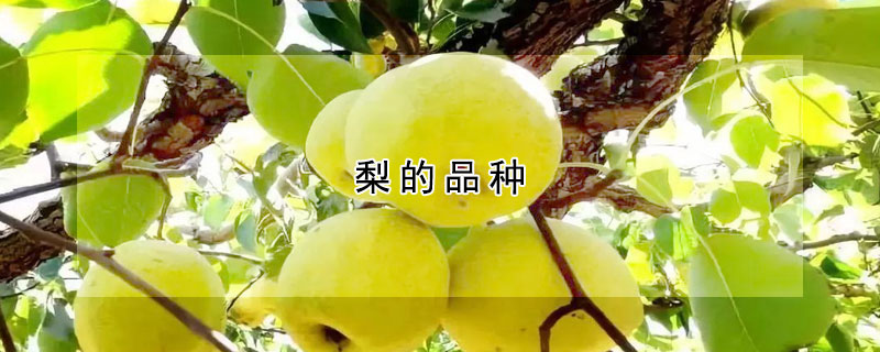 梨的品种