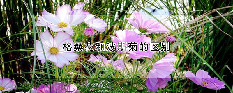 格桑花和波斯菊的区别