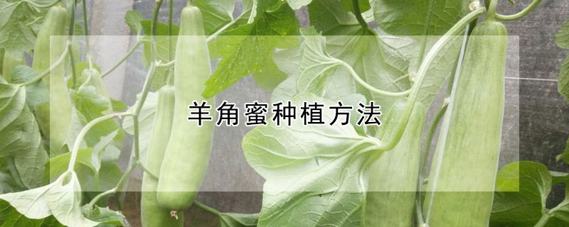 羊角蜜种植方法