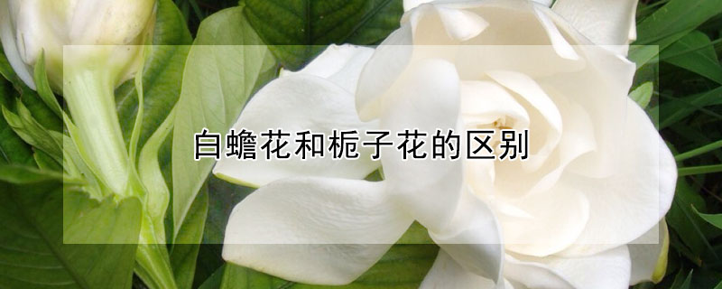 白蟾花和栀子花的区别 发财农业网