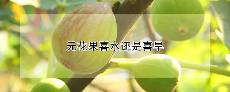 无花果喜水还是喜旱