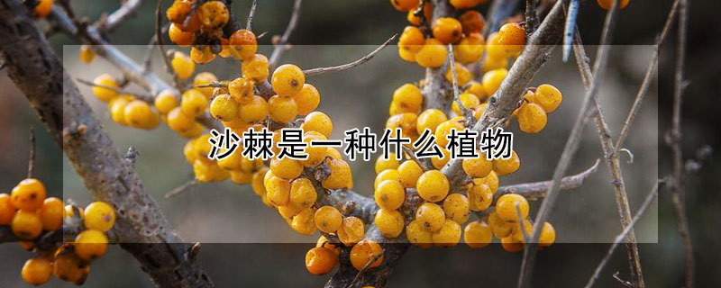 沙棘是一种什么植物