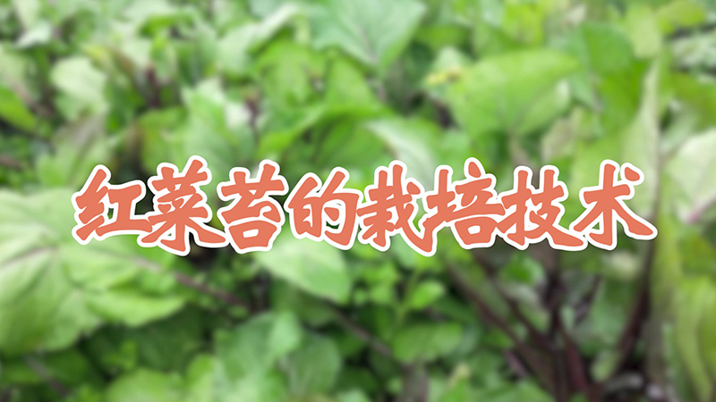 黄心菜种植时间和技术 发财农业网