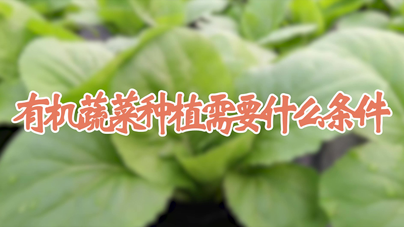 有机蔬菜种植需要什么条件