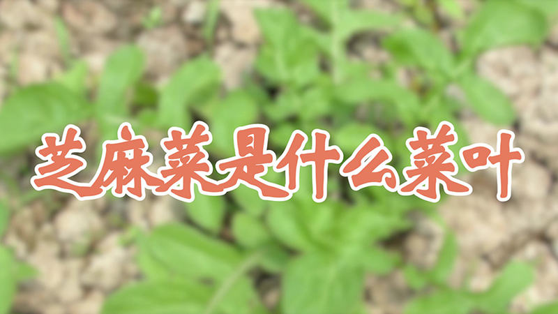 芝麻菜是什么菜叶