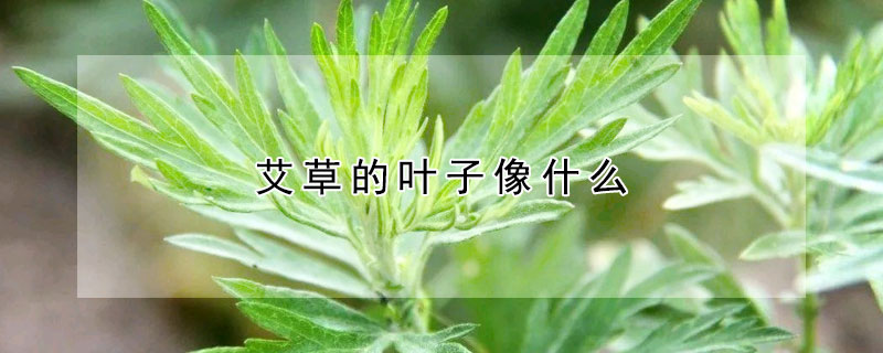 艾草的叶子像什么