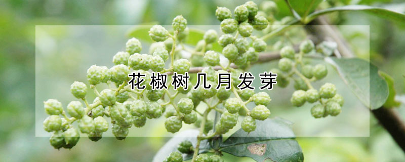 花椒树几月发芽