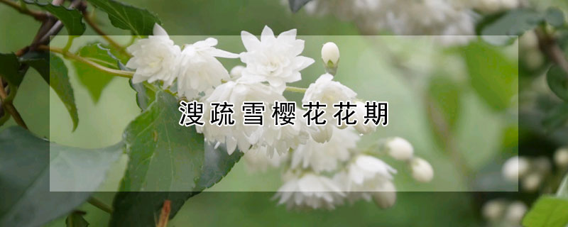 溲疏雪樱花花期