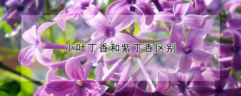 小叶丁香和紫丁香区别 发财农业网