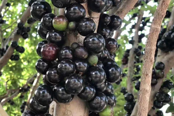 嘉宝果种植技术与管理