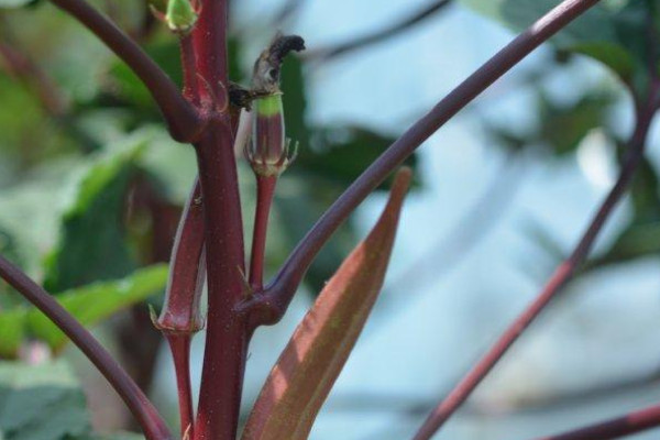 秋葵种植方法