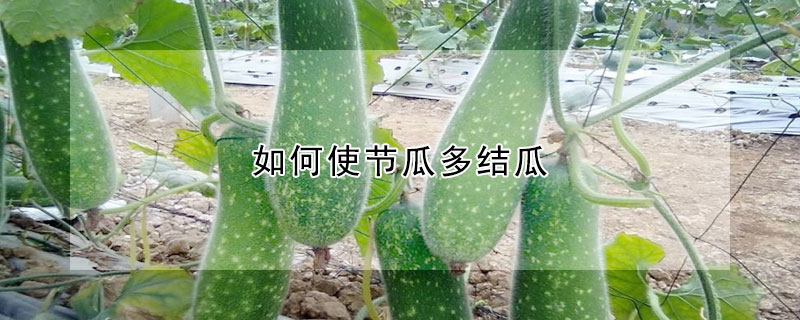 如何使节瓜多结瓜