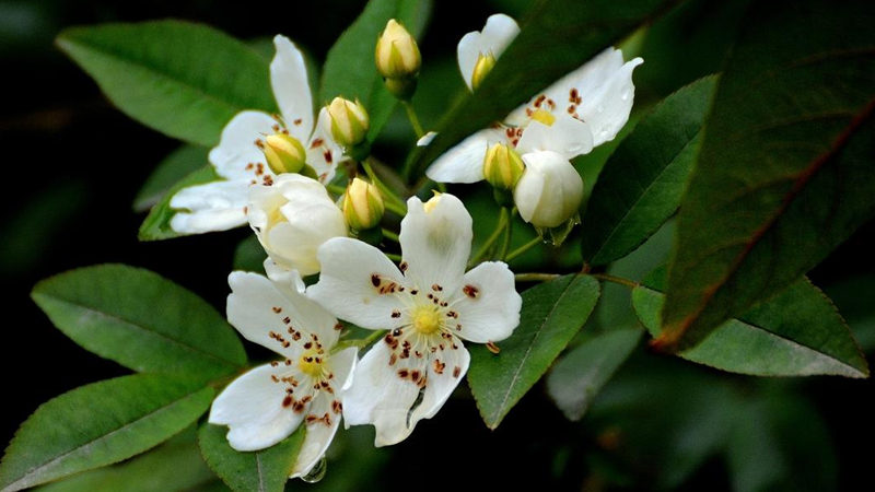 七里香花的养殖方法