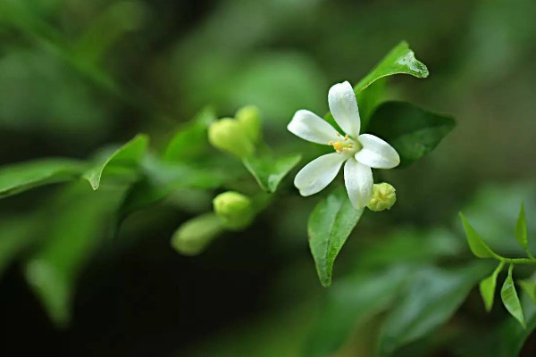 七里香花的养殖方法