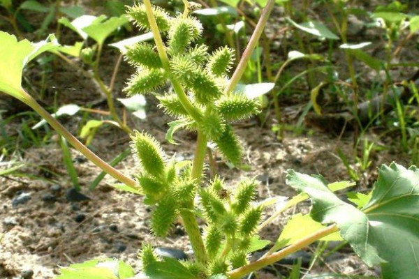 苍耳的种植方法