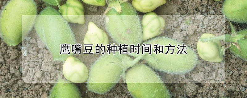 鹰嘴豆的种植时间和方法