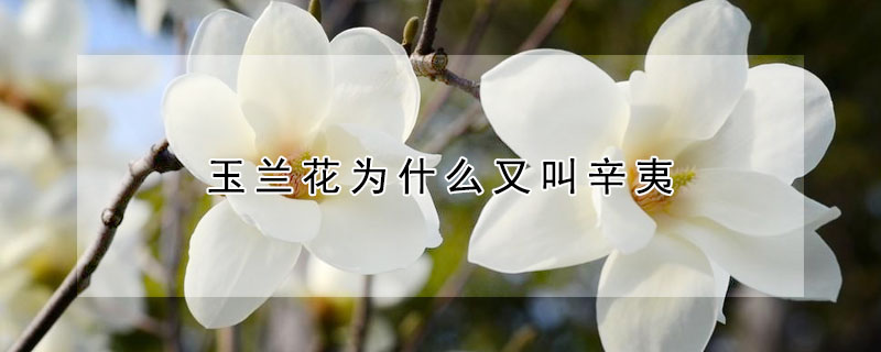 玉兰花为什么又叫辛夷