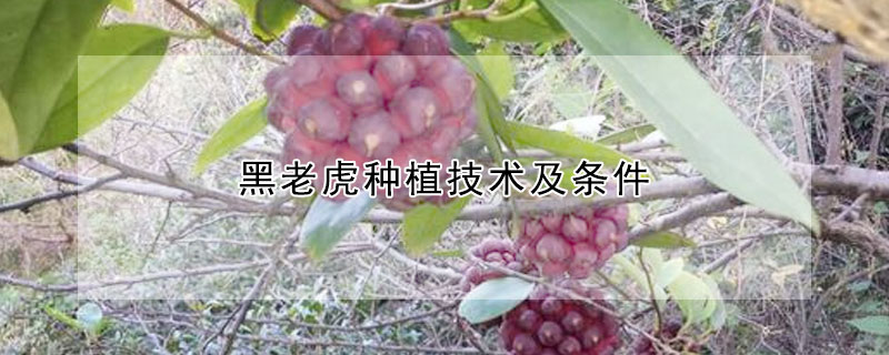 黑老虎种植技术及条件