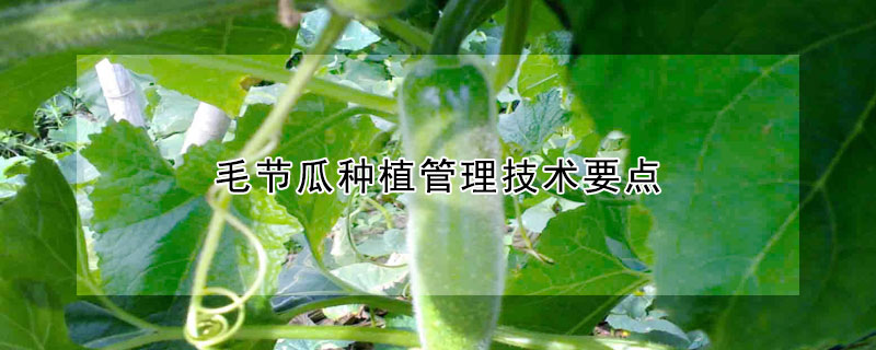 毛节瓜种植管理技术要点