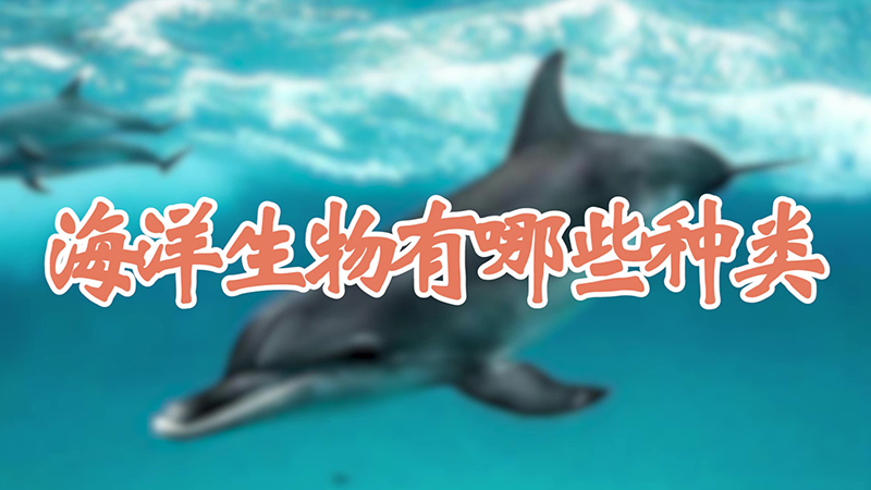 海洋生物有哪些种类