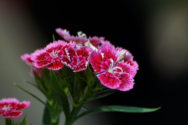 石竹花花语