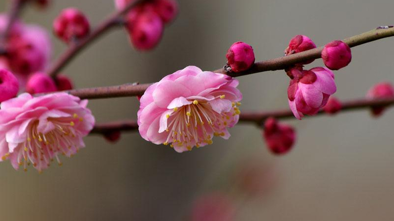 冬天有什么花开