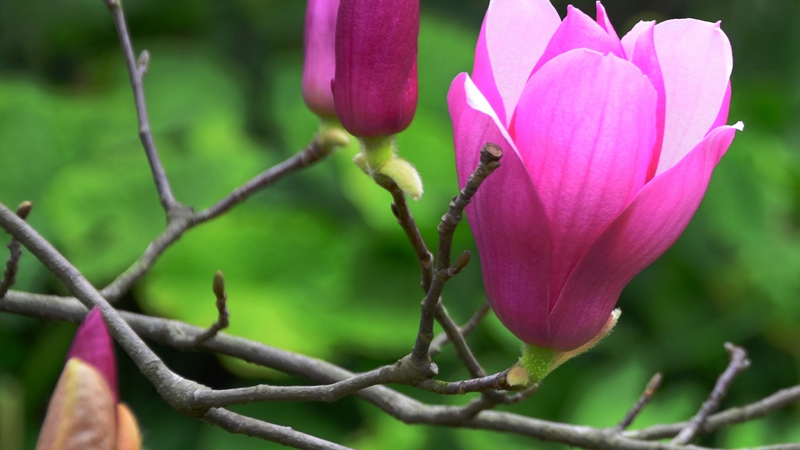 木兰花花语