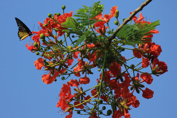 凤凰花花语