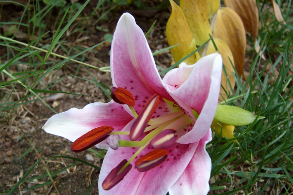 百合花的花语和寓意