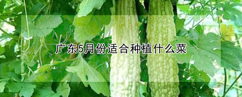 广东5月份适合种植什么菜