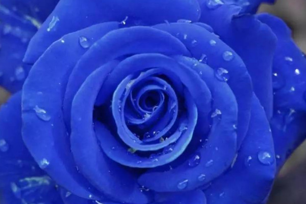 蓝色妖姬的花语是什么意思(52朵蓝色妖姬的花语是什么意思)
