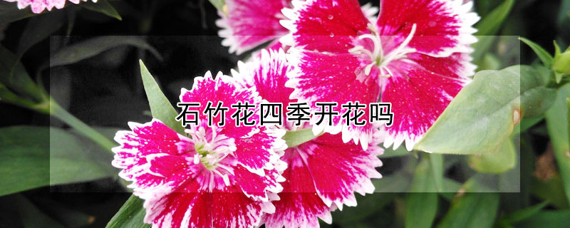 石竹花四季开花吗