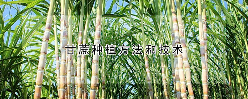 甘蔗种植方法和技术