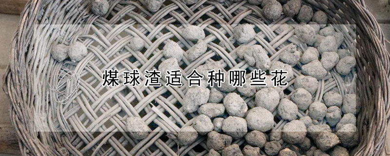 煤球渣适合种哪些花