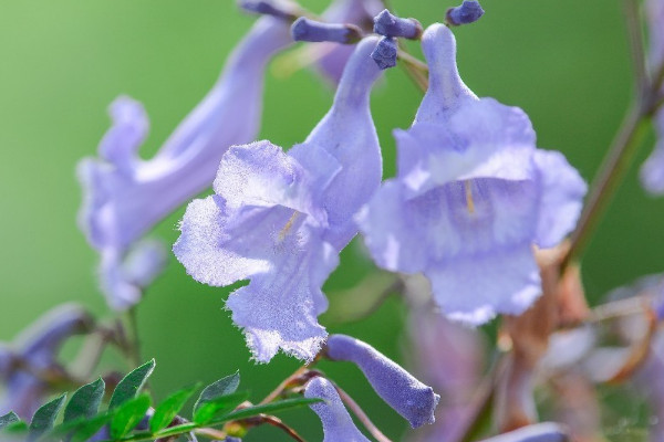 蓝花楹花语