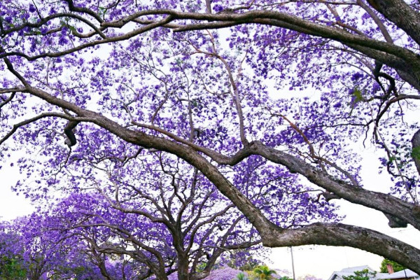 蓝花楹花语