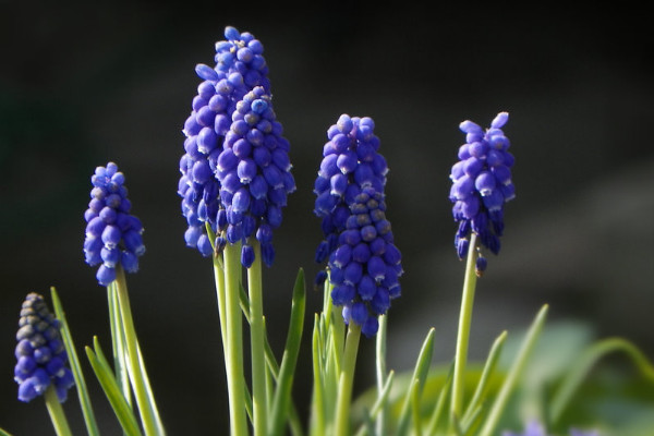 紫色风信子花语