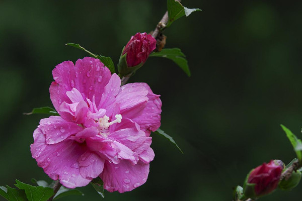 木槿花花语