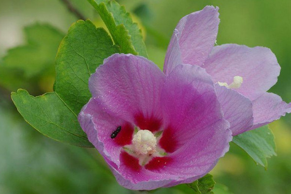 木槿花花语